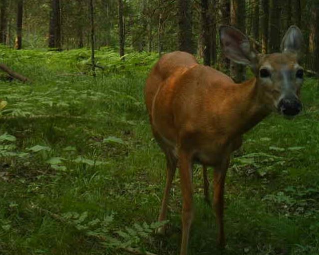trailcamdeer4.JPG